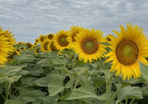 Girasoles creciendo en una finca de Agroganadera del NOA en Tucumán.