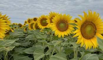 Girasoles creciendo en una finca de Agroganadera del NOA en Tucumán.