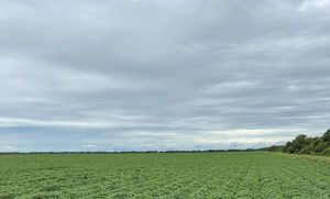 Agricultura regenerativa en El Gran Chaco