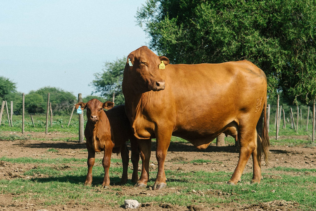 55% Growth in the Area Meant for Holistic Livestock Farming - Grupo Lucci