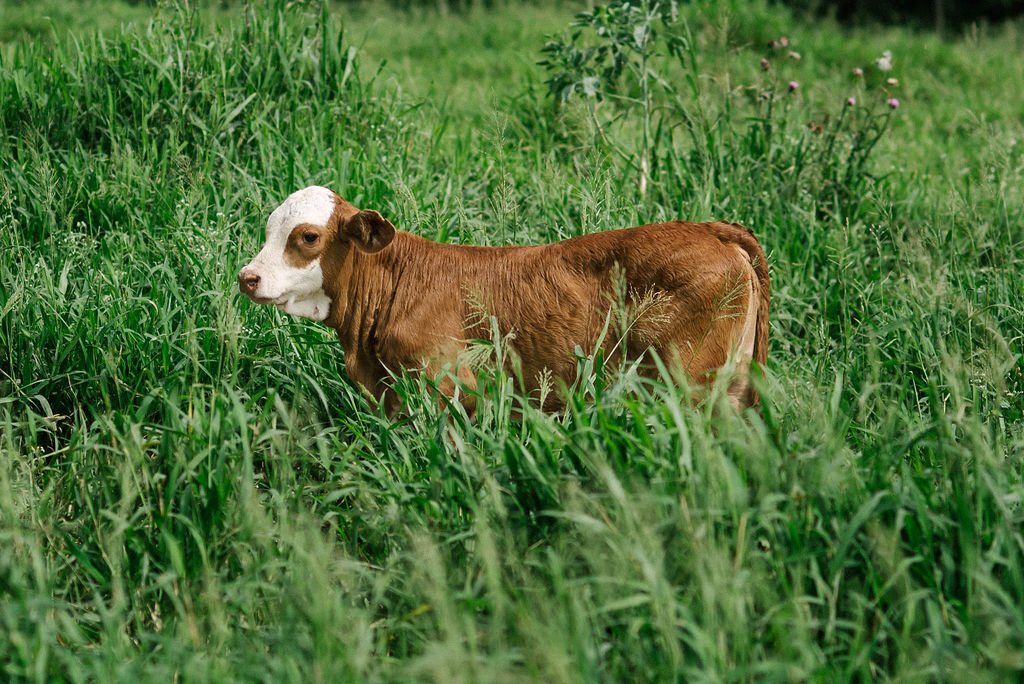 Livestock at La Armonía Establishment, Santiago del Estero.