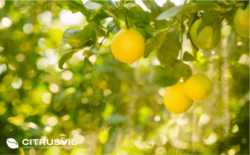 CITRUSVIL S.A