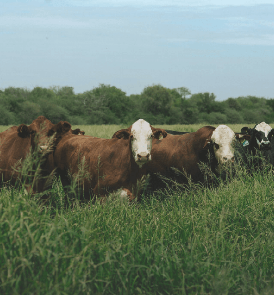 AGROGANADERA DEL NOA