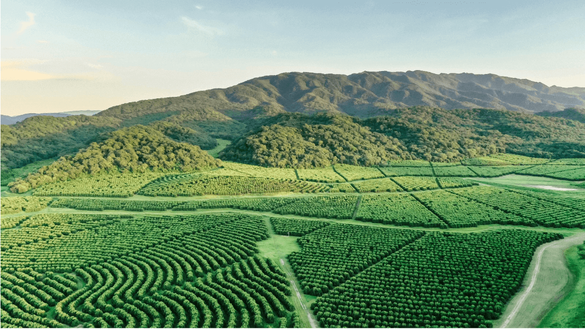 GRUPO LUCCI - PROPOSITO Y VISION A LARGO PLAZO