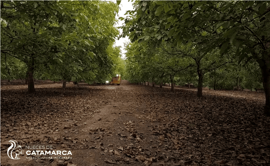 NUECES DE CATAMARCA S.A