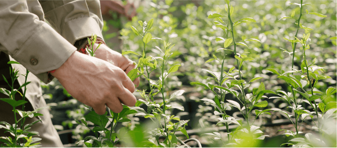 PROYECTO DE DESARROLLO A LARGO PLAZO